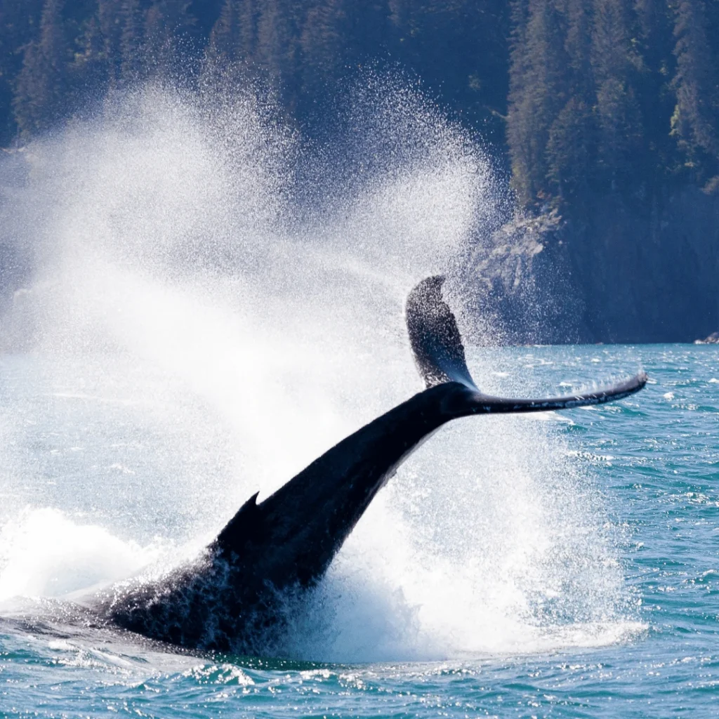whale watching alaska